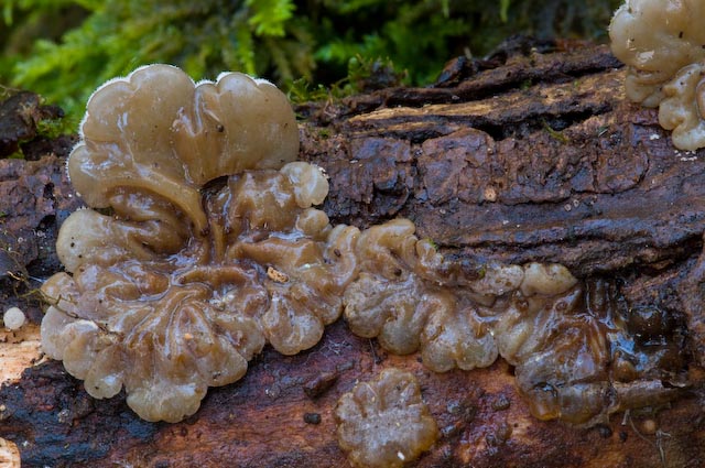 Auricularia mesenterica (Torre Alfina - VT)